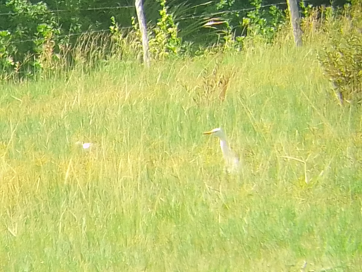 Western Cattle Egret - ML623840471