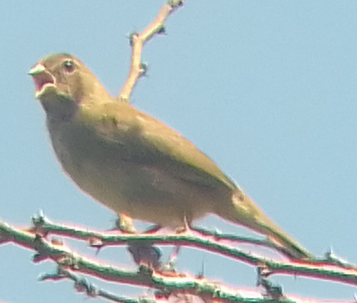 Yellow-faced Grassquit - ML623840495