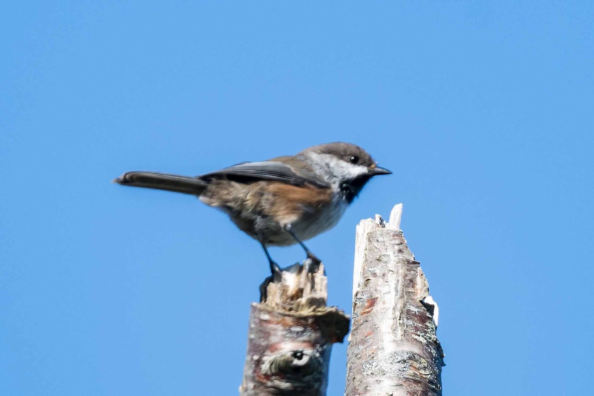 Boreal Chickadee - Frank King