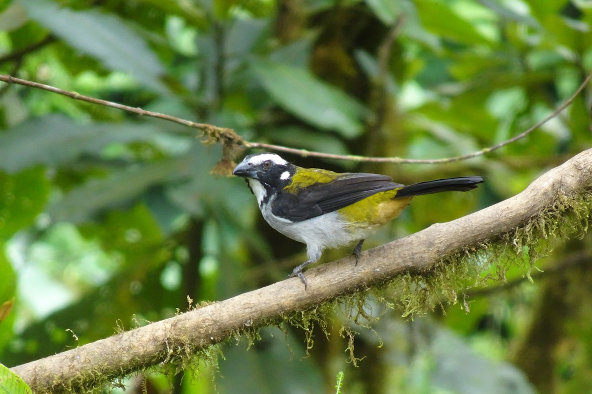 Black-winged Saltator - ML623840500