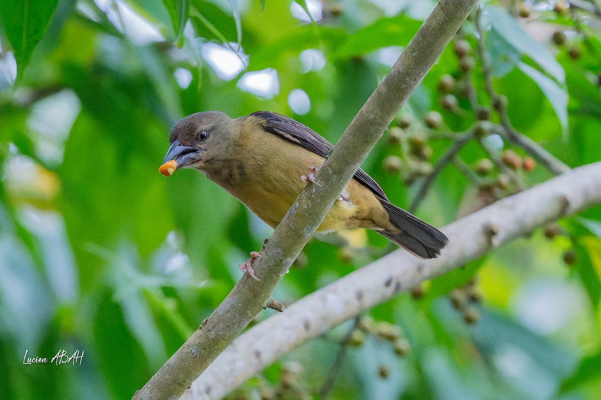 Vieillot's Black Weaver - ML623840518