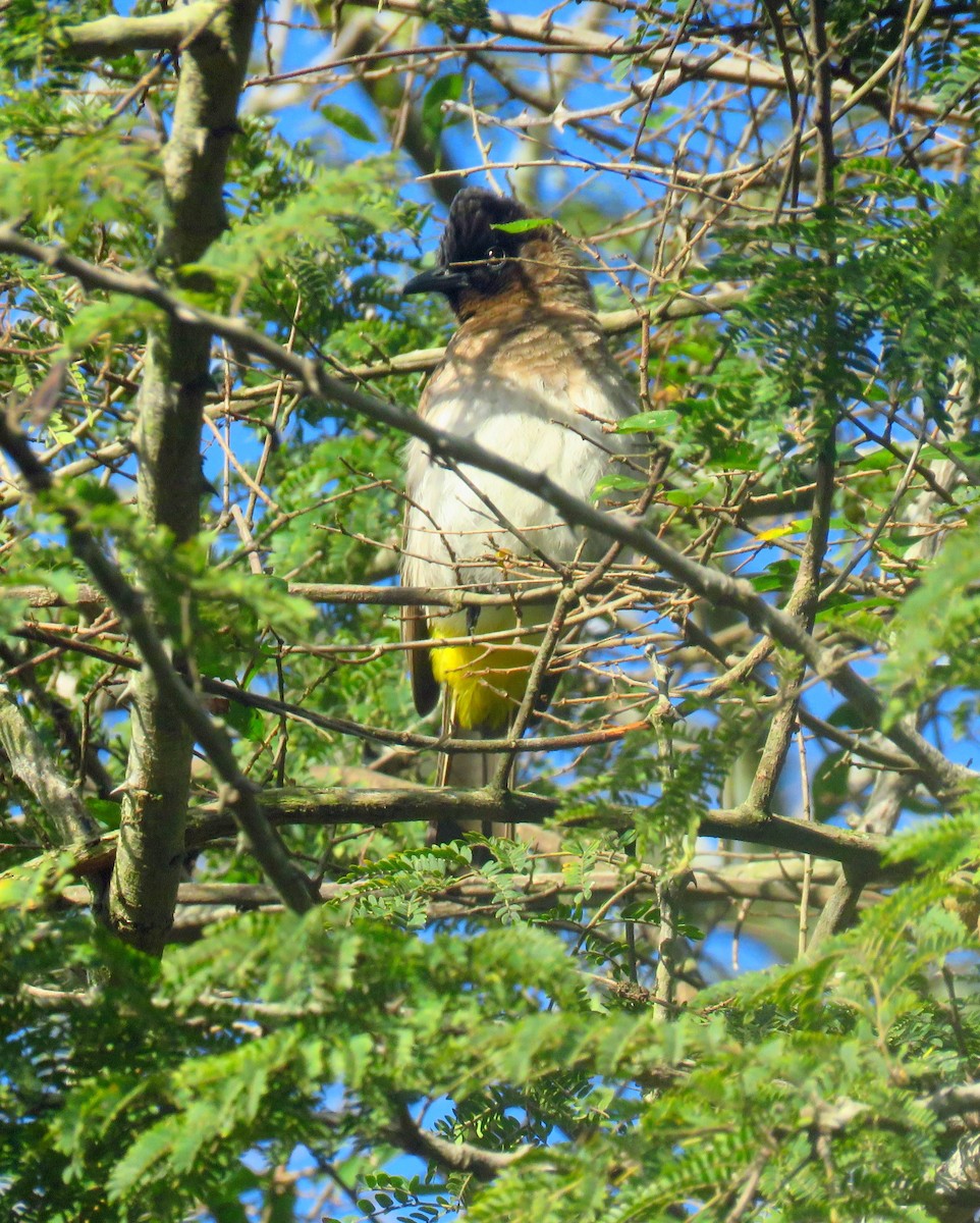 Common Bulbul (Dark-capped) - ML623840537