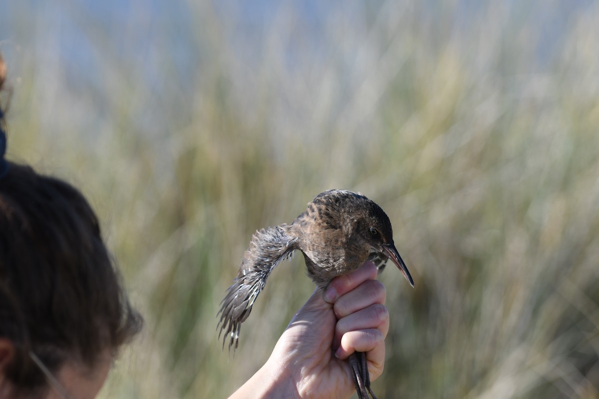 Water Rail - Tim Schadel