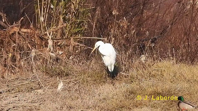 Grande Aigrette - ML623840564