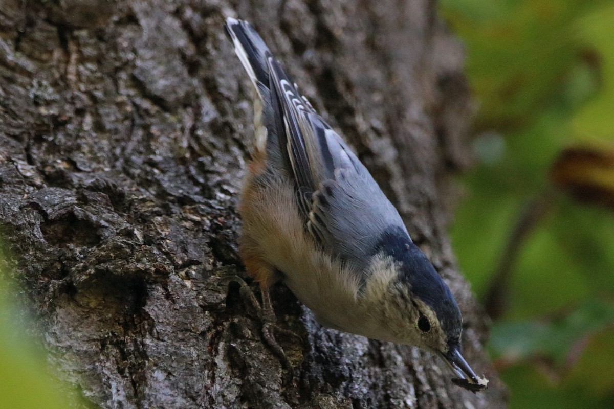 White-breasted Nuthatch - ML623840580