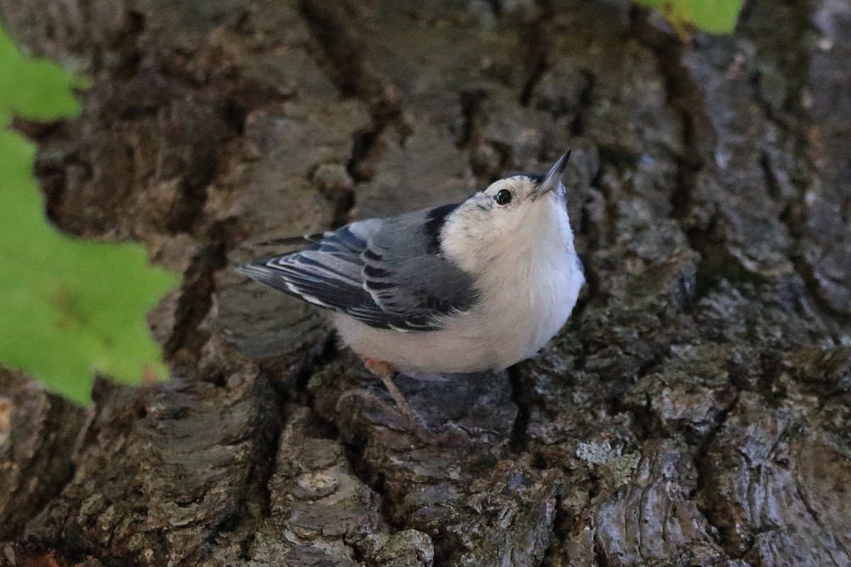 White-breasted Nuthatch - ML623840581