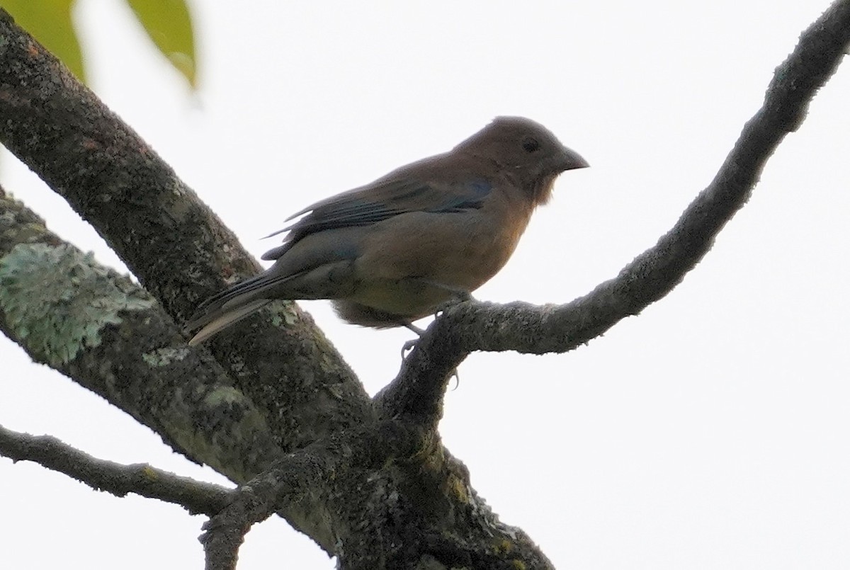 Indigo Bunting - ML623840585