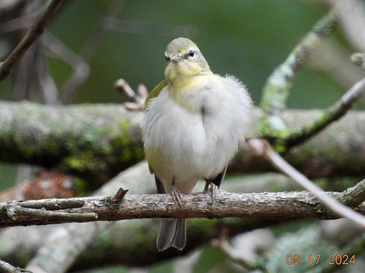 Tennessee Warbler - Matt Rivers