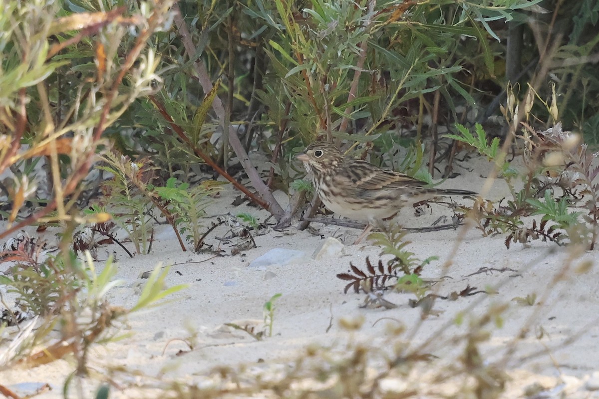 Vesper Sparrow - ML623840668