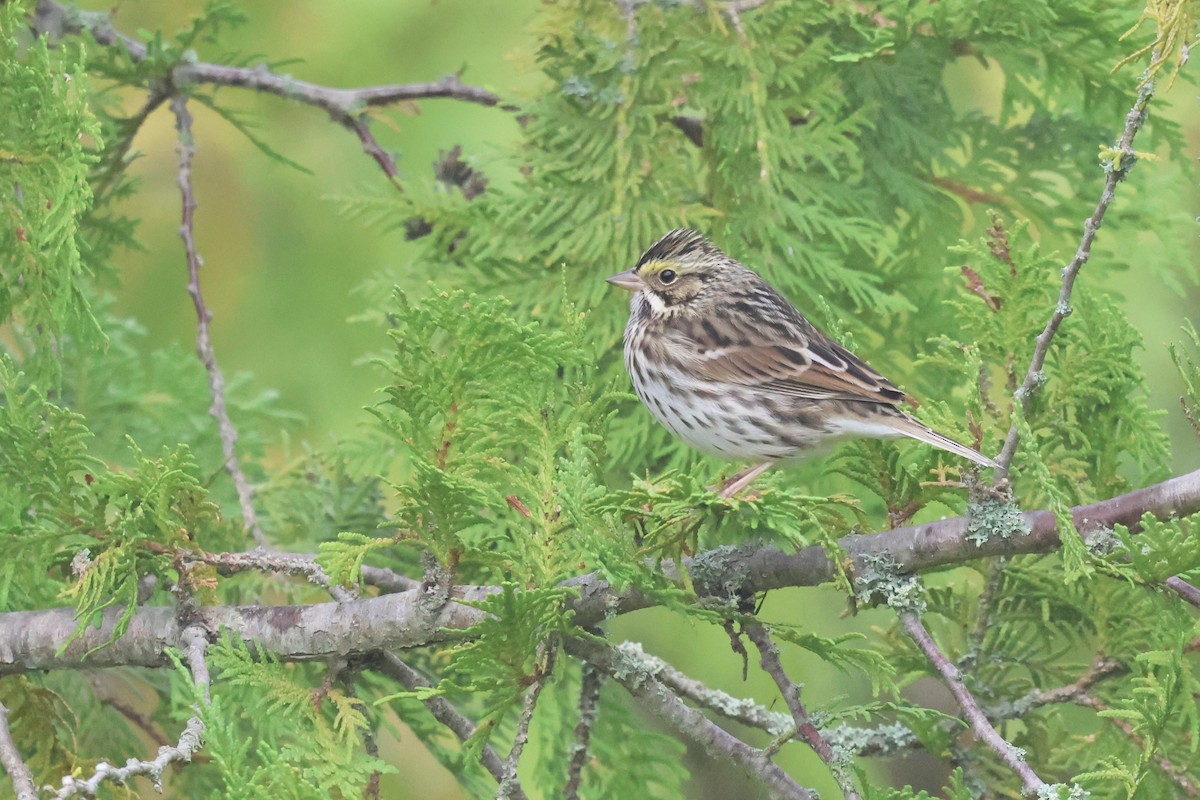 Savannah Sparrow - ML623840670