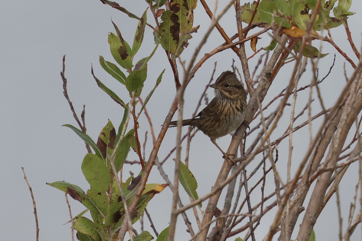 Lincoln's Sparrow - ML623840671