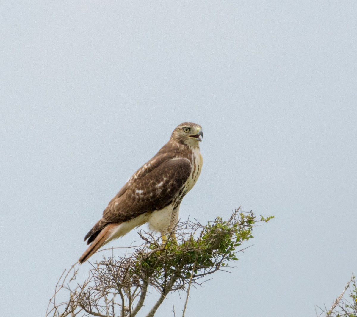 Red-tailed Hawk - ML623840676