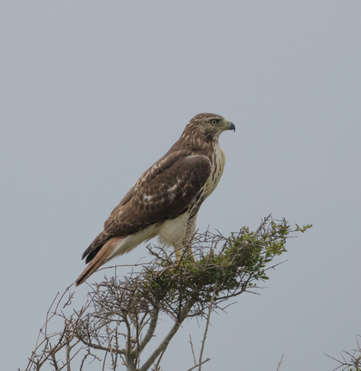 Red-tailed Hawk - ML623840677