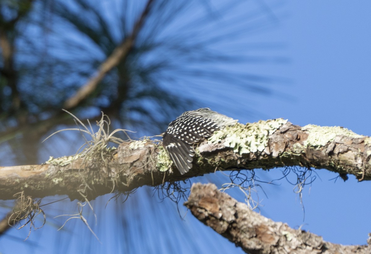 Red-bellied Woodpecker - ML623840678