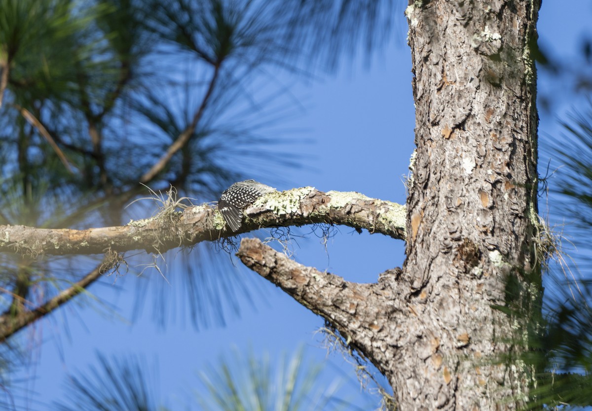 Red-bellied Woodpecker - ML623840680