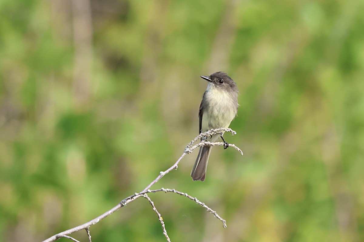 Eastern Phoebe - Oliver Kew