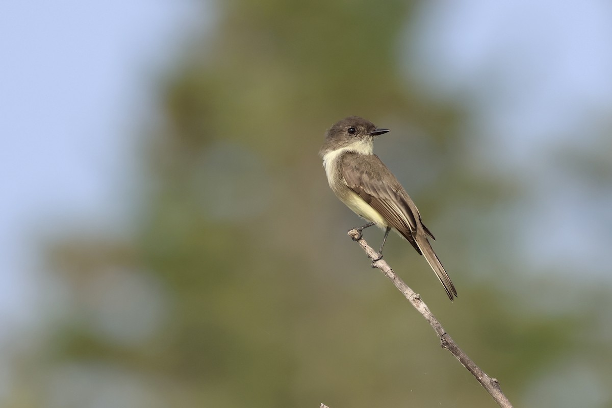 Eastern Phoebe - ML623840682