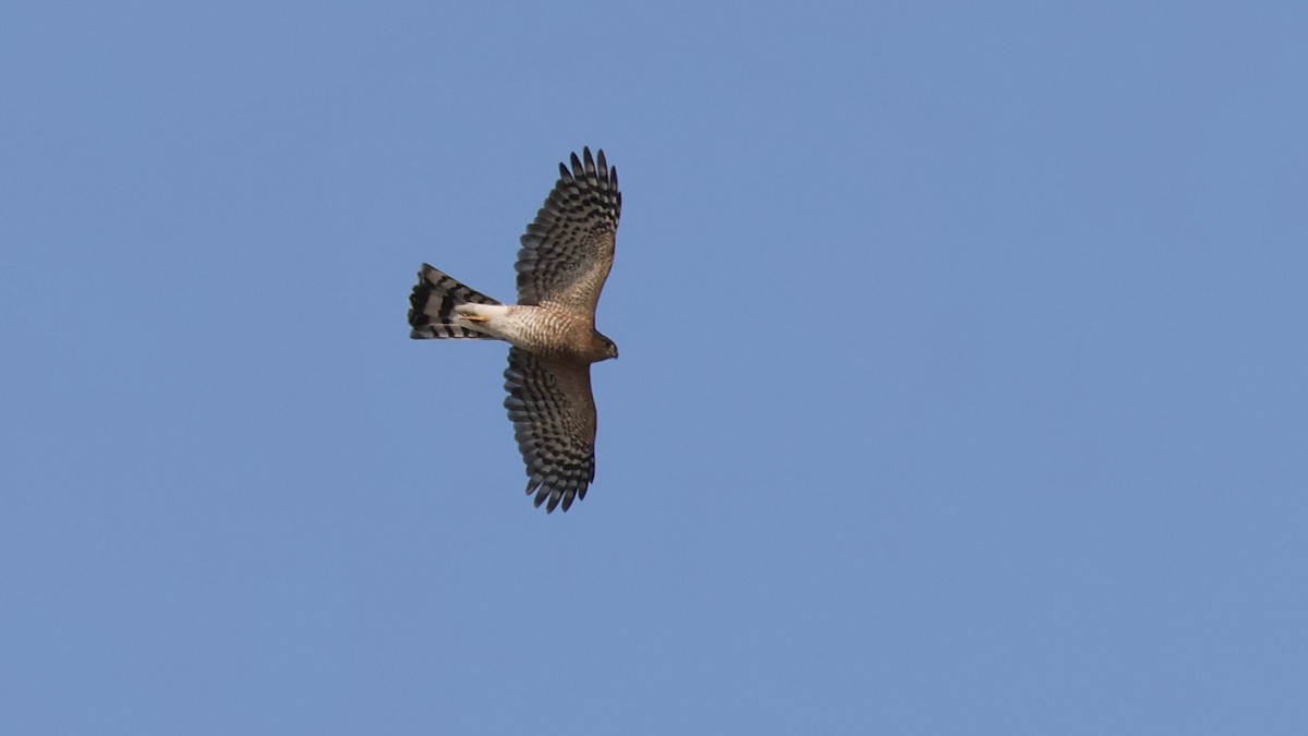 Sharp-shinned Hawk - ML623840684