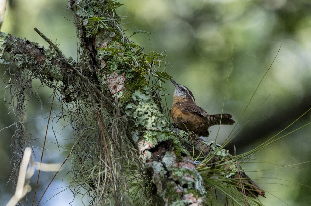 Carolina Wren - ML623840685