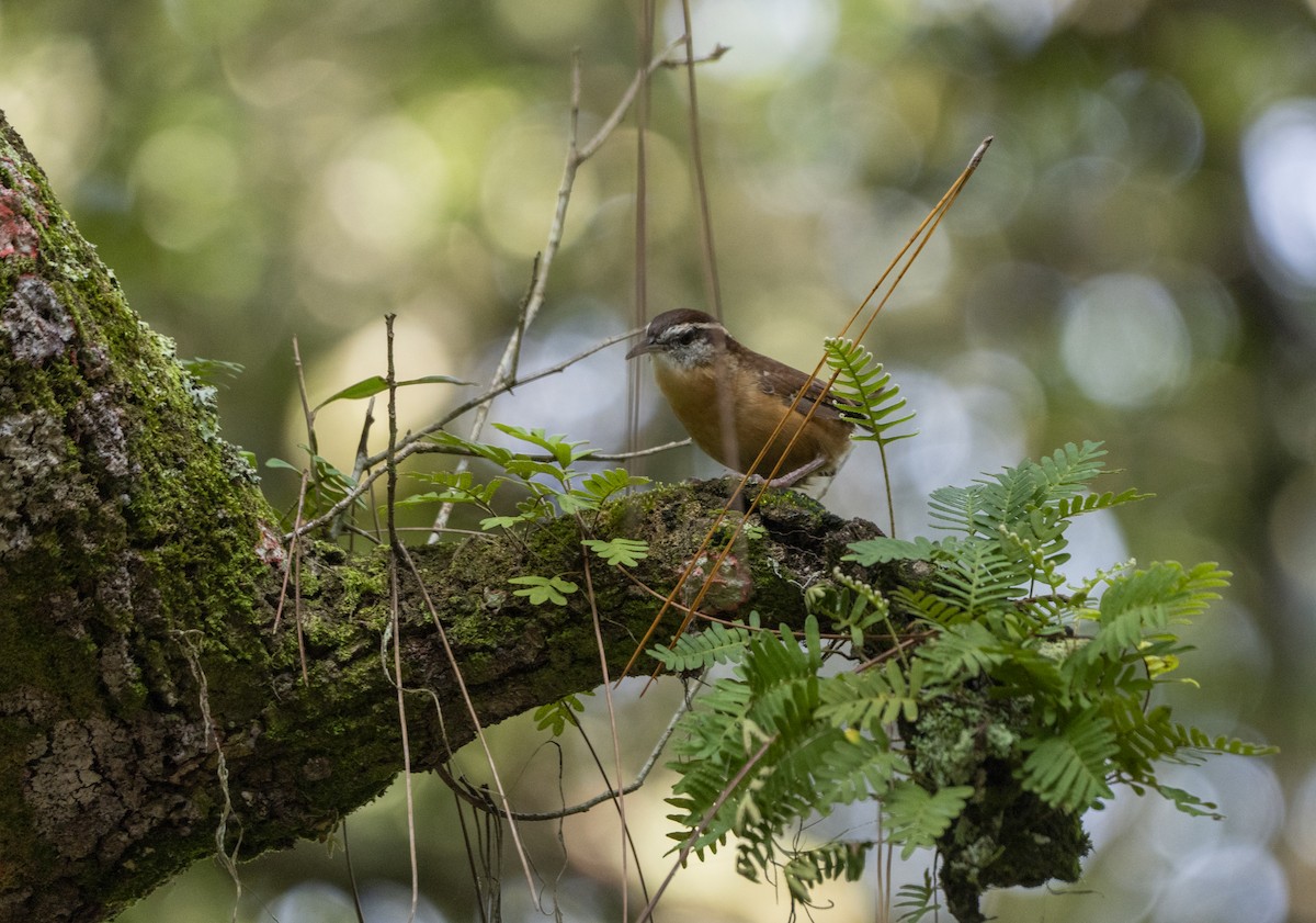 Carolina Wren - ML623840686