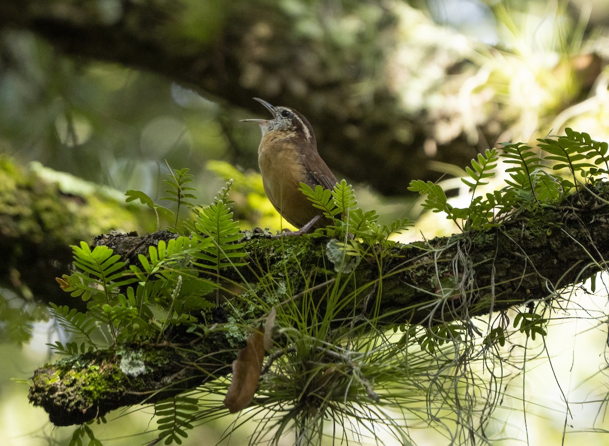 Carolina Wren - ML623840688