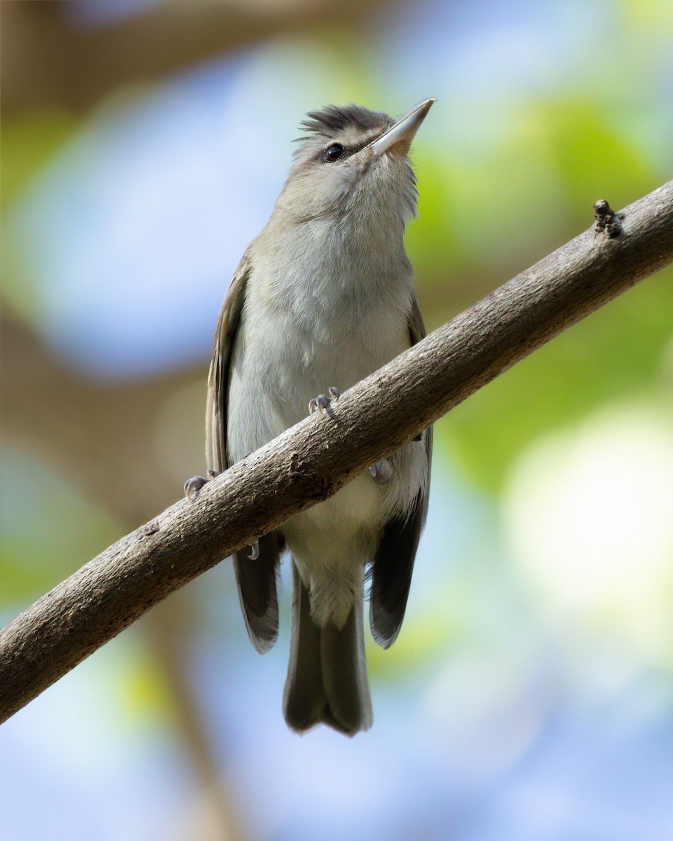 Black-whiskered Vireo - David Monroy Rengifo