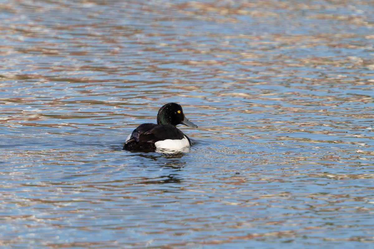 Tufted Duck - Cory Gregory