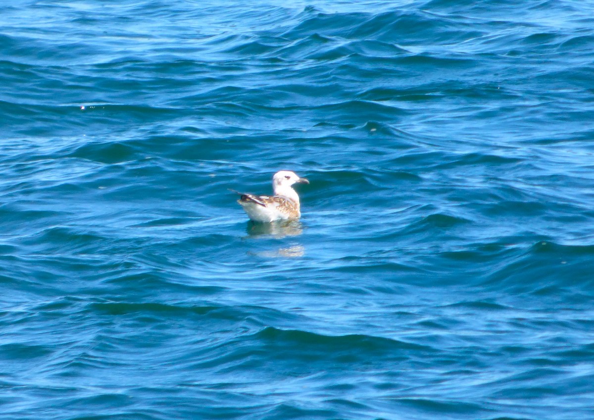 Mediterranean Gull - ML623840734