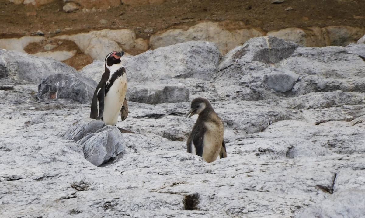 Humboldt Penguin - ML623840809