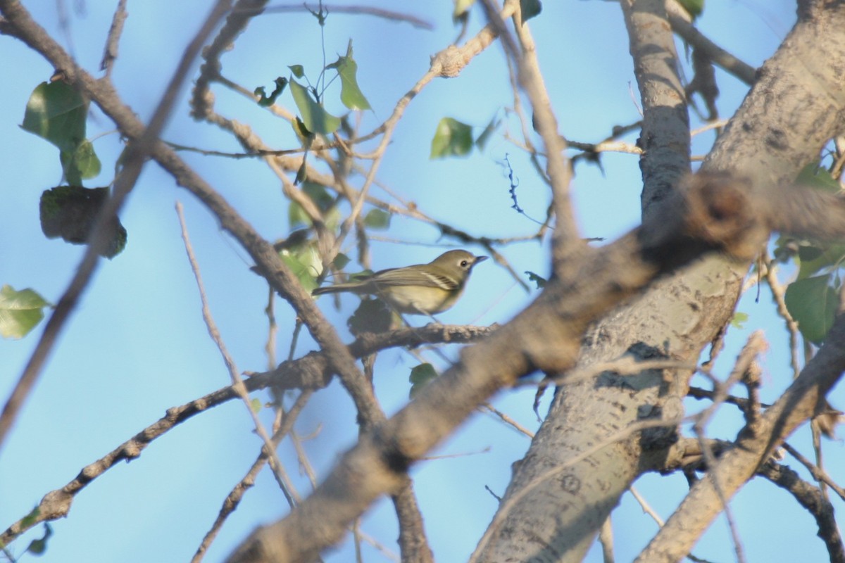 Cassin's Vireo - ML623840816