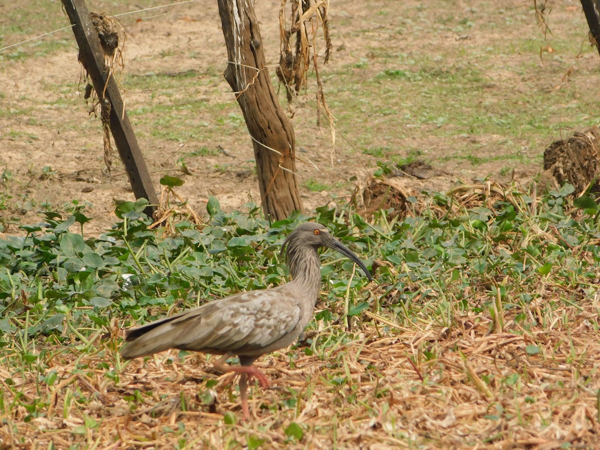 Plumbeous Ibis - ML623840873