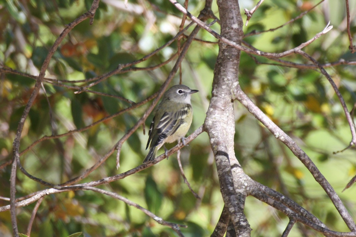 Cassin's Vireo - ML623840884