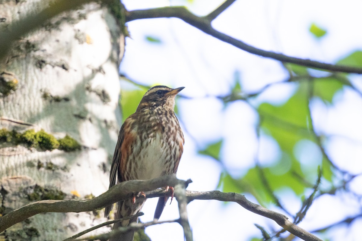 Redwing (Icelandic) - ML623840924