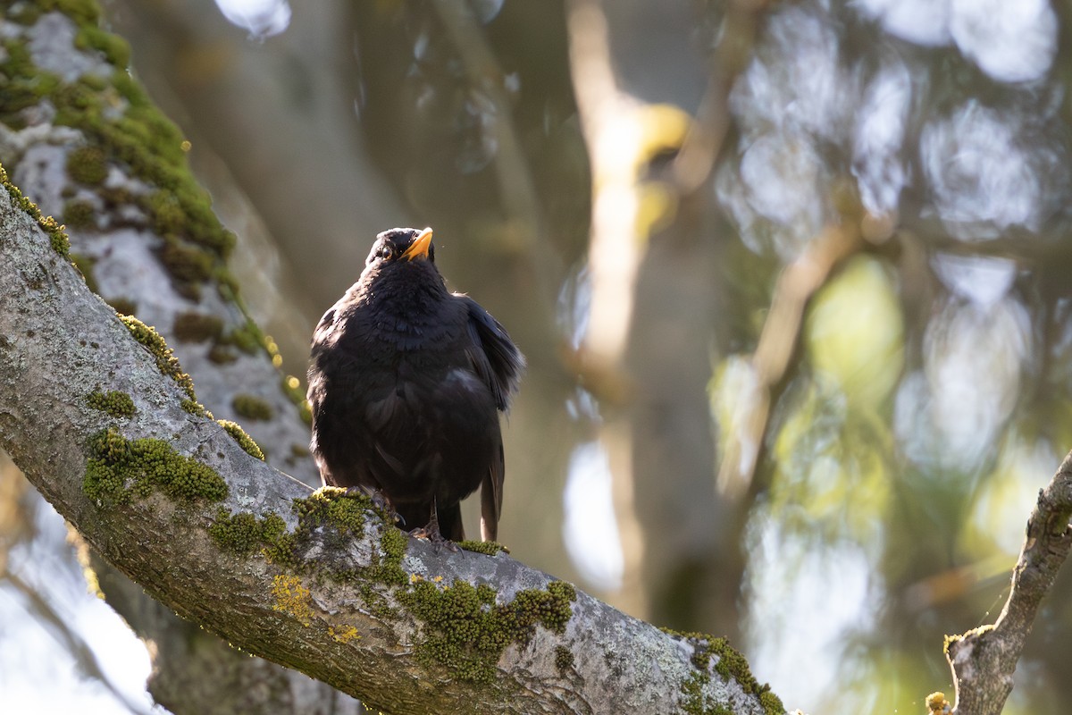 Eurasian Blackbird - ML623840932