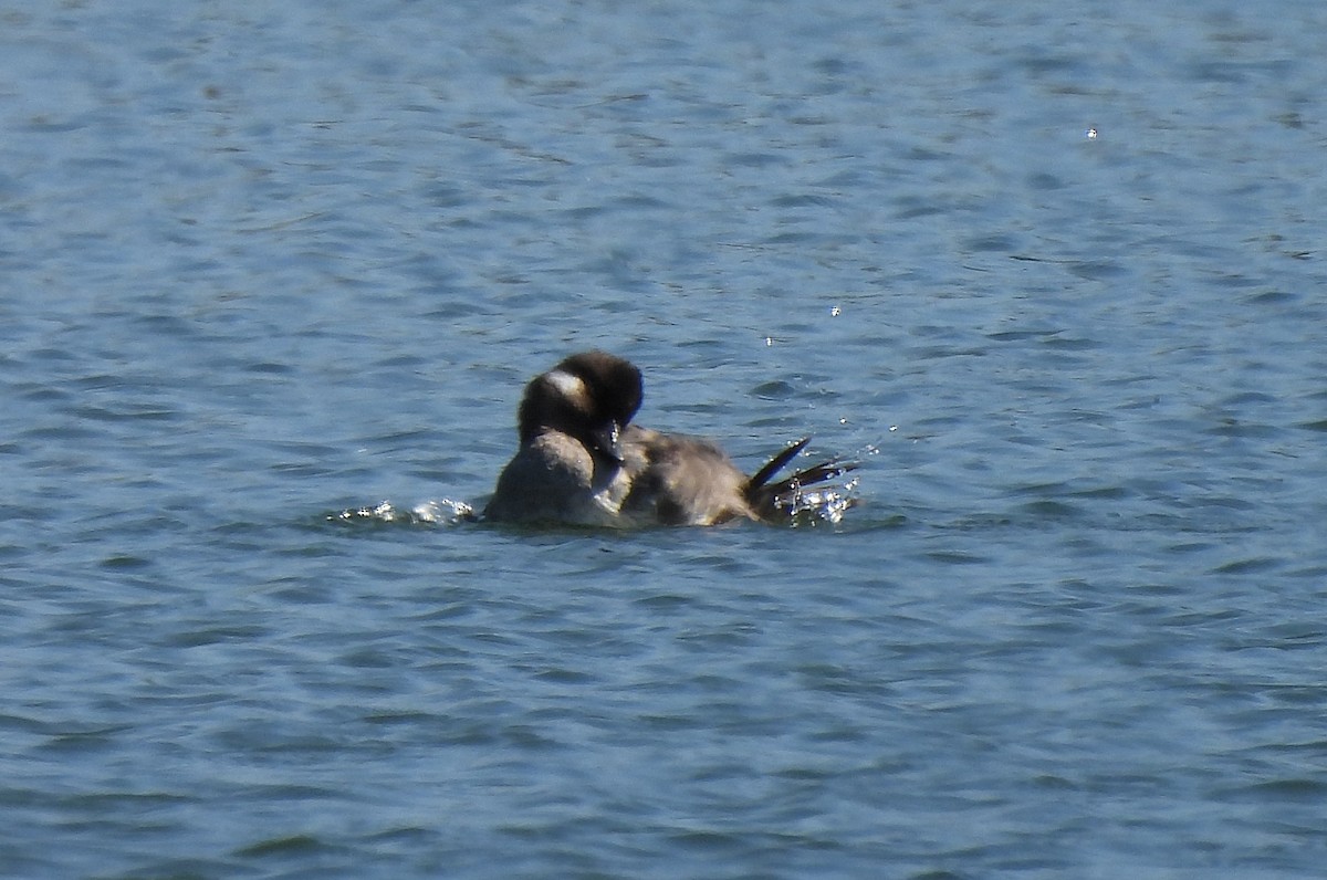 Bufflehead - Dan O'Brien