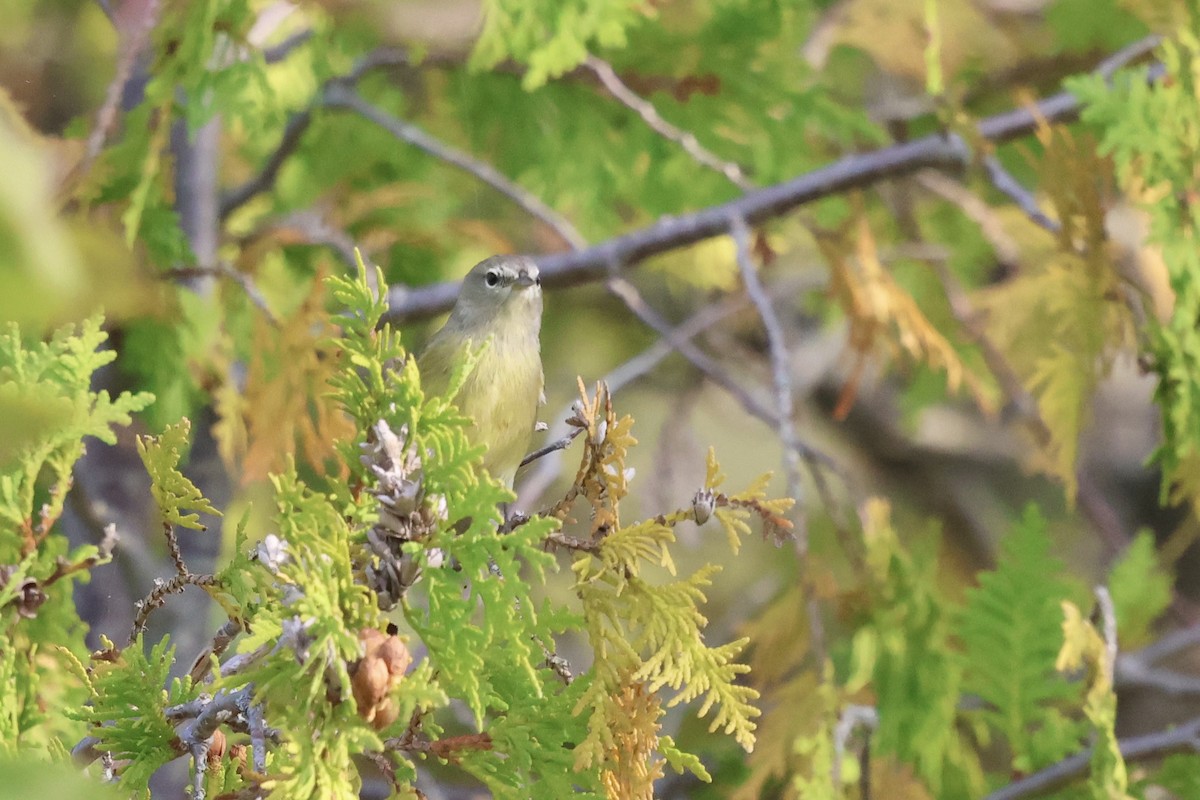 Orange-crowned Warbler - ML623841020