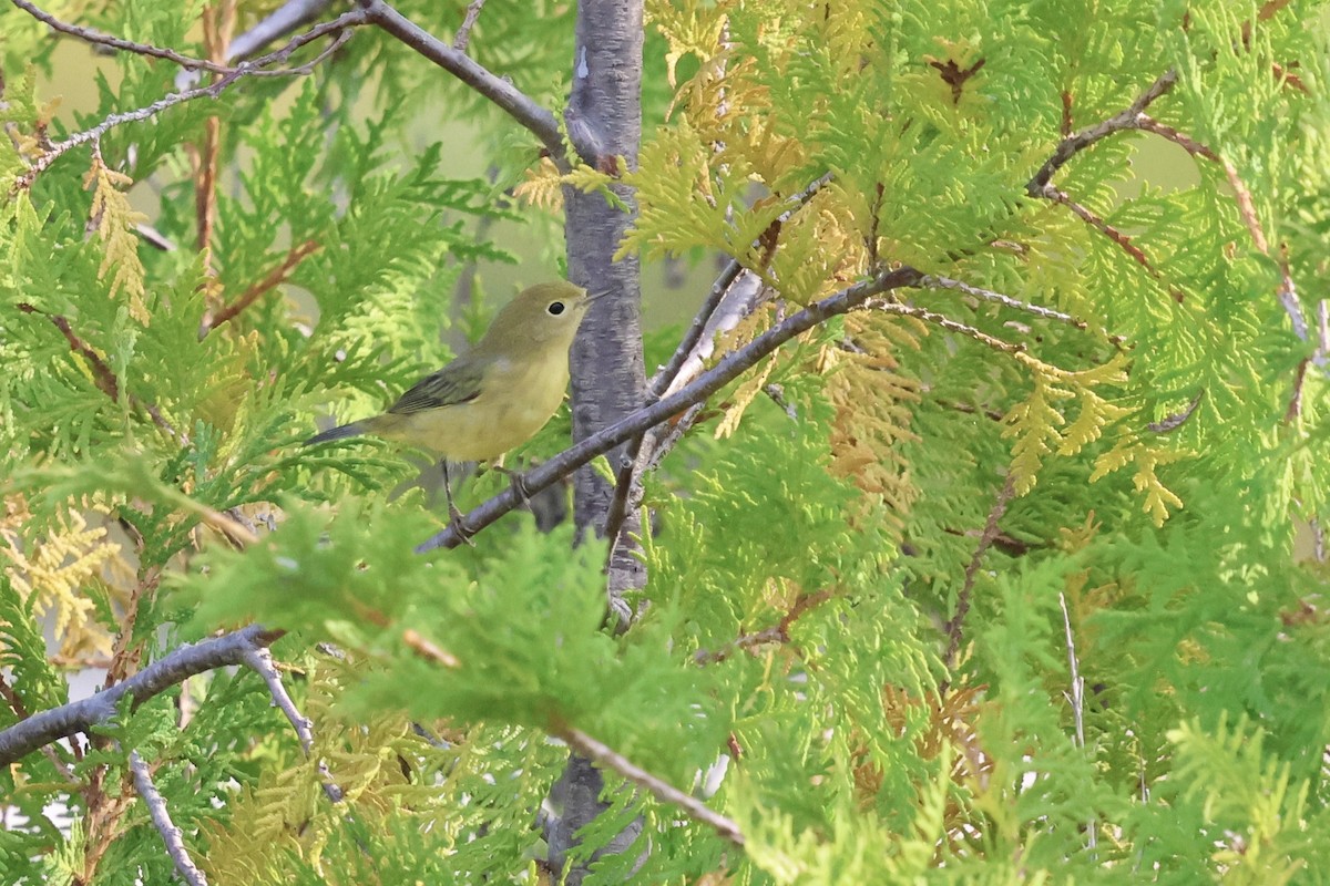 Yellow Warbler - ML623841021