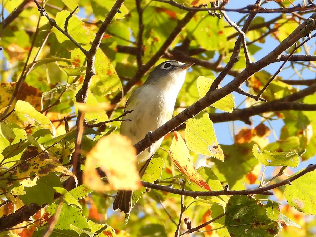Blue-headed Vireo - ML623841028