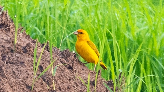 Orange-fronted Yellow-Finch - ML623841029