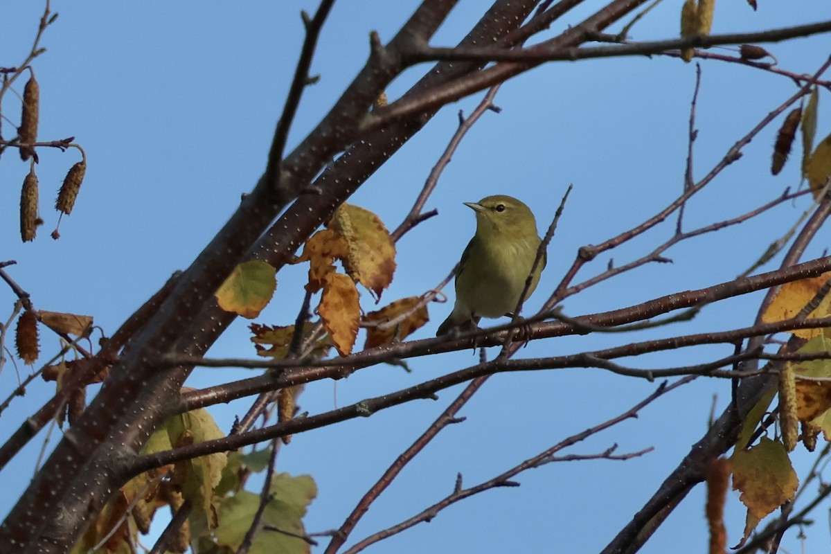 Tennessee Warbler - ML623841032