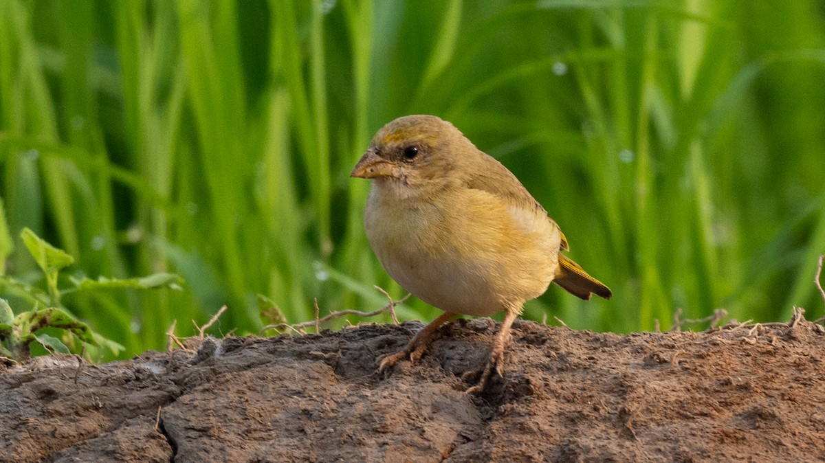 Orange-fronted Yellow-Finch - ML623841033