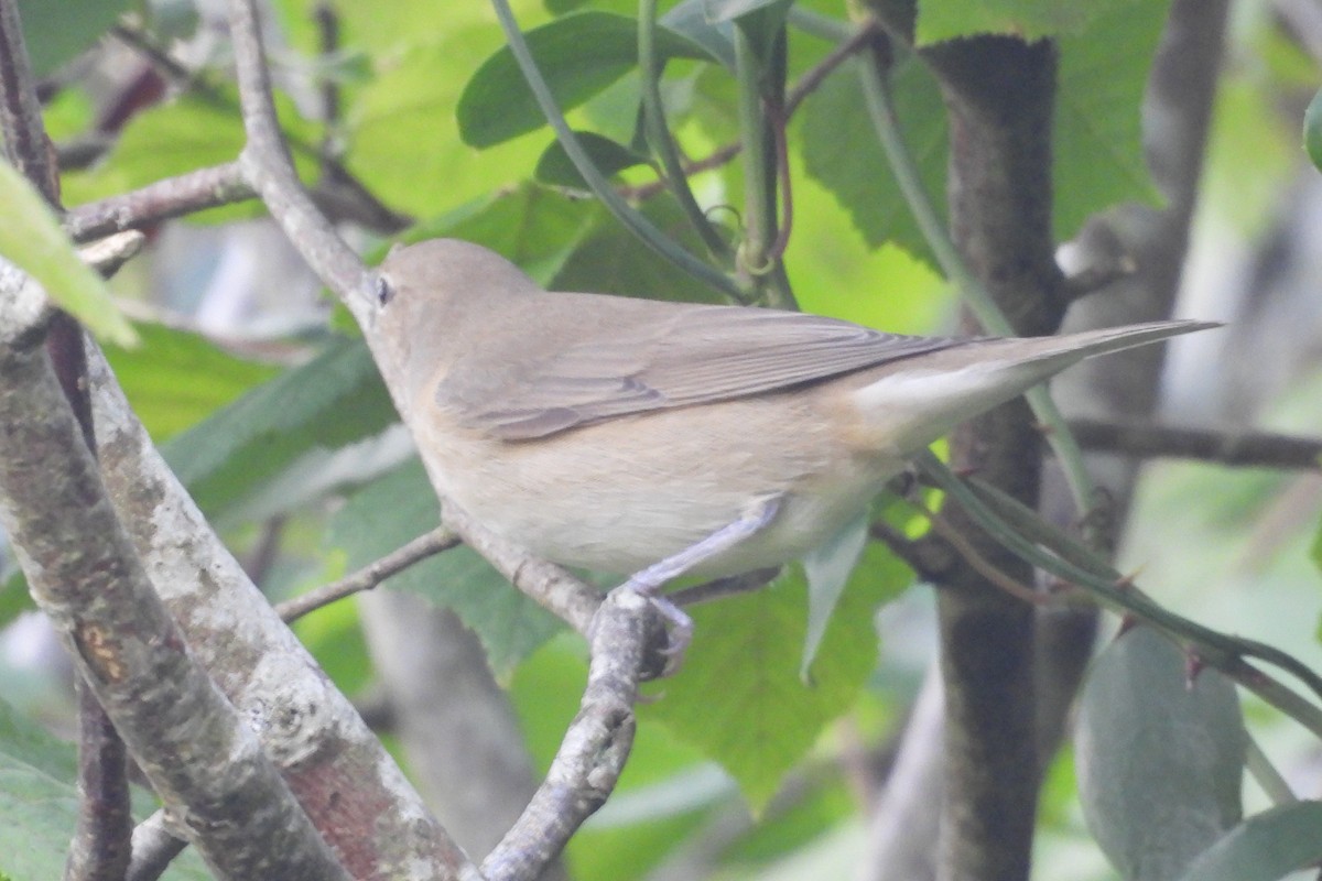 Garden Warbler - ML623841034