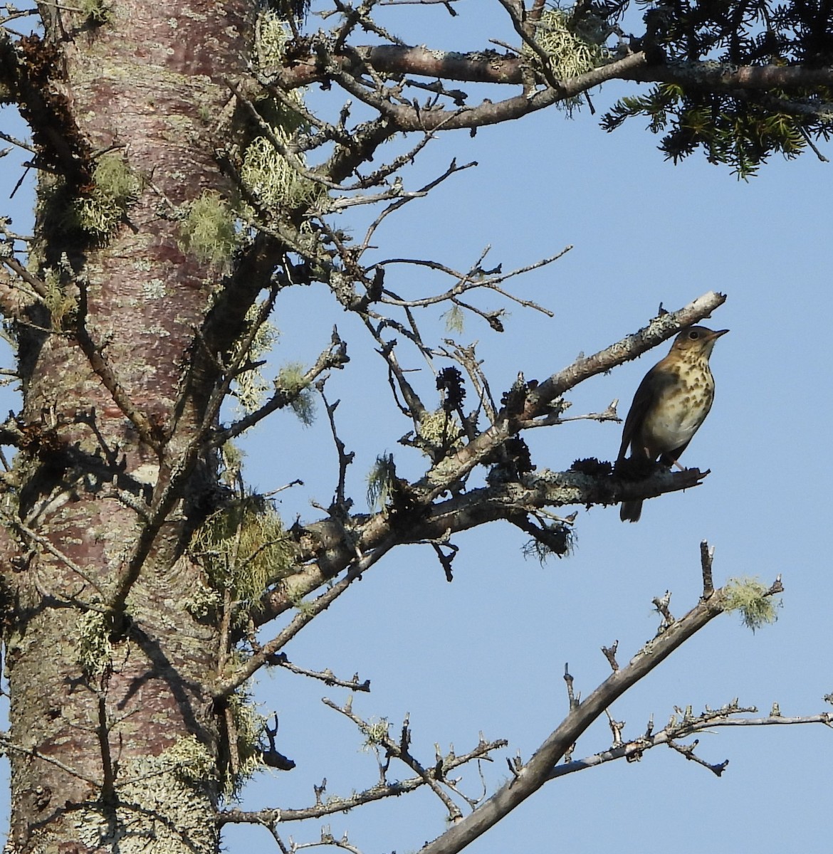 Hermit Thrush - ML623841037