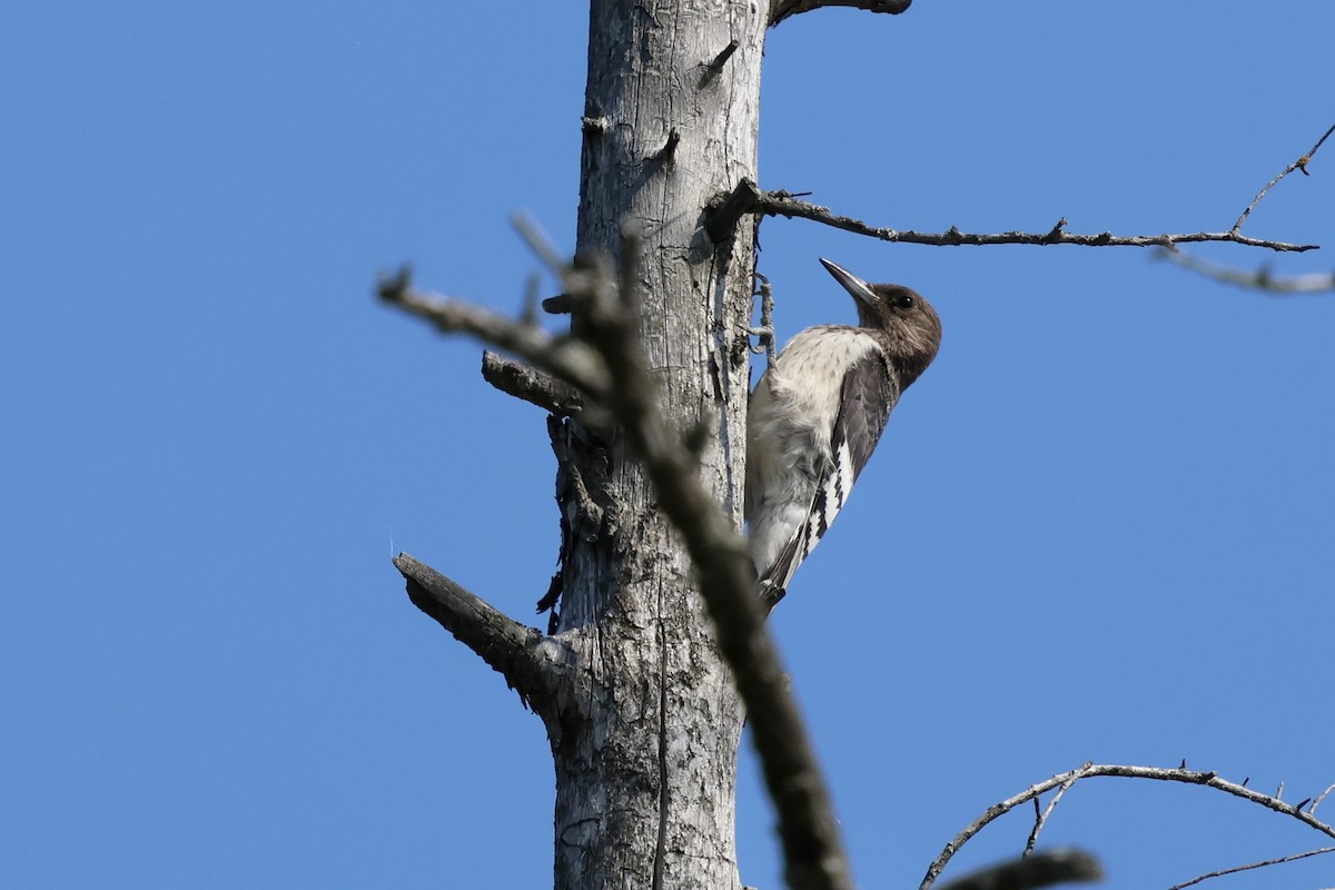 Red-headed Woodpecker - ML623841038