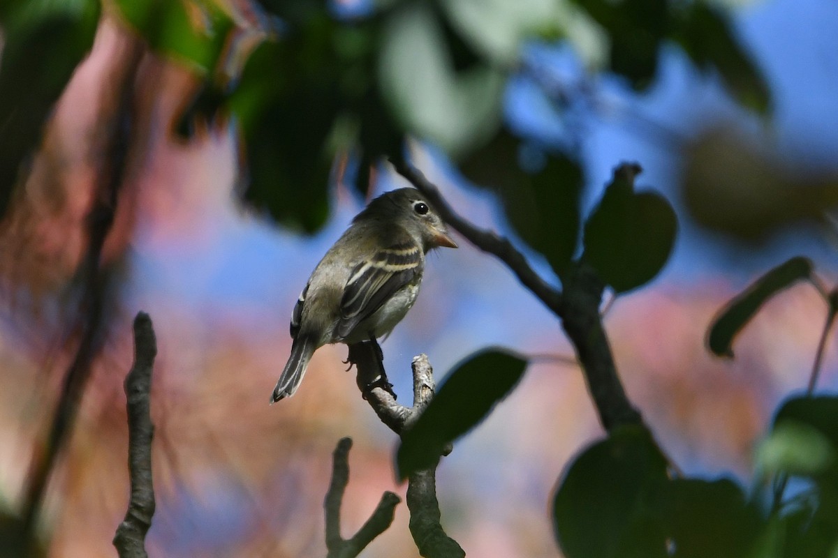 Least Flycatcher - ML623841042