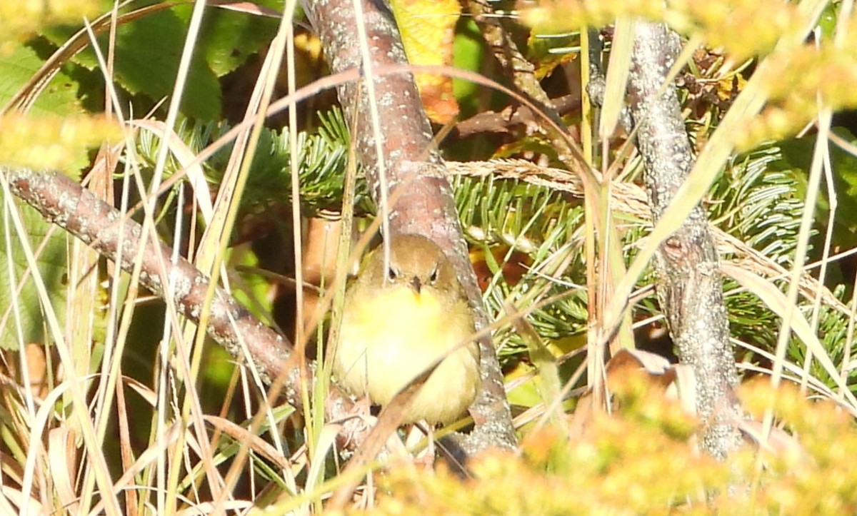 Common Yellowthroat - ML623841049