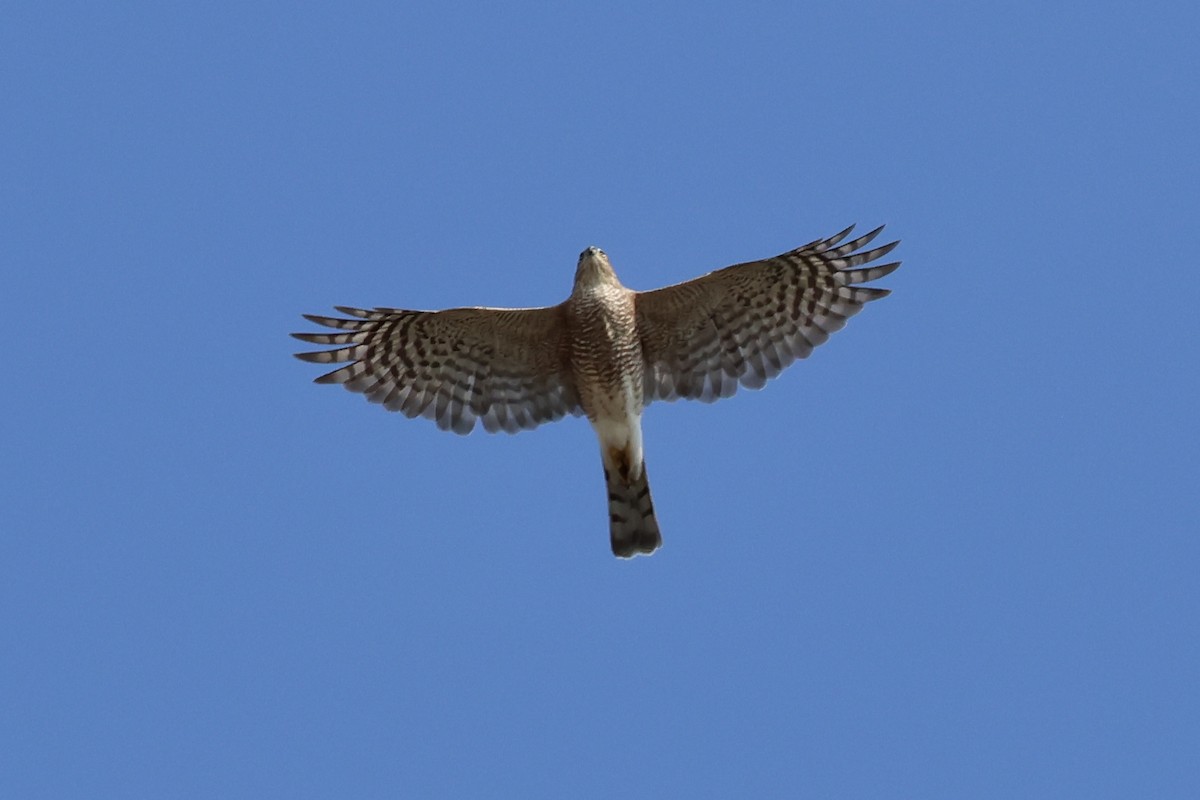 Sharp-shinned Hawk - ML623841050