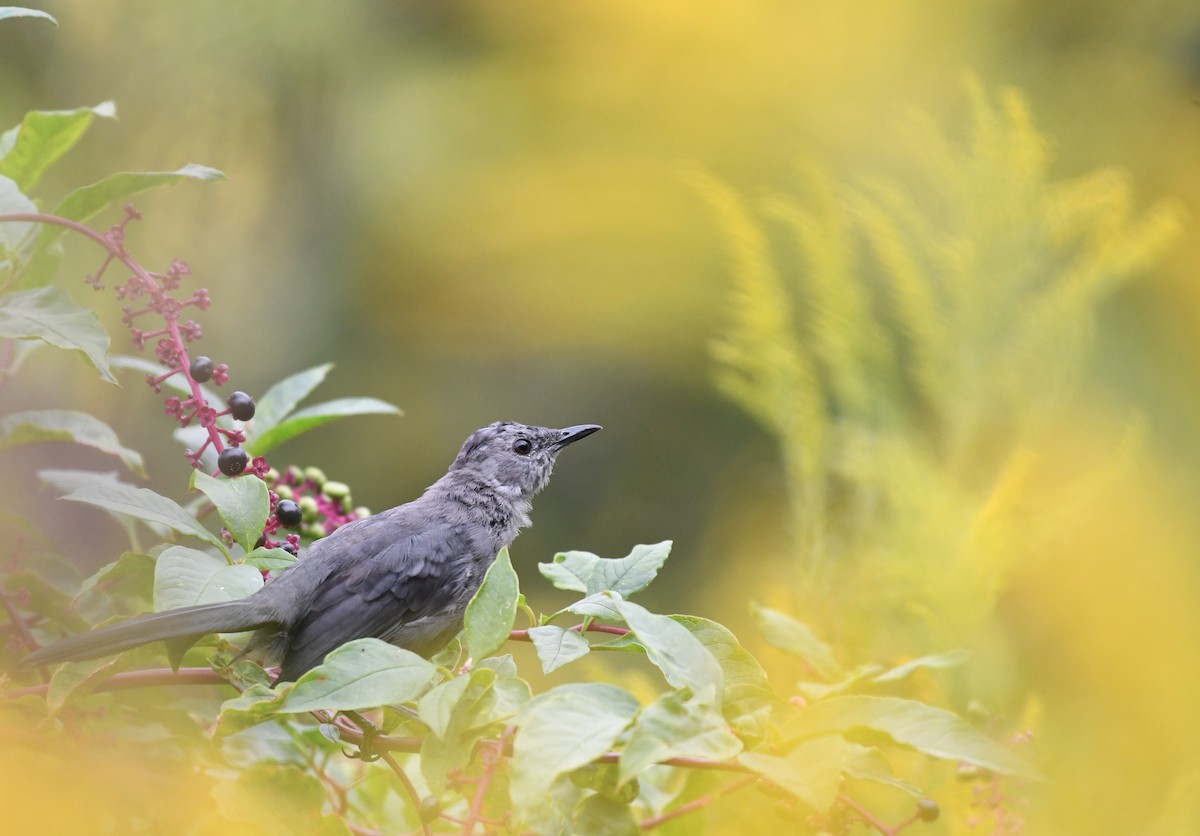 Gray Catbird - ML623841071