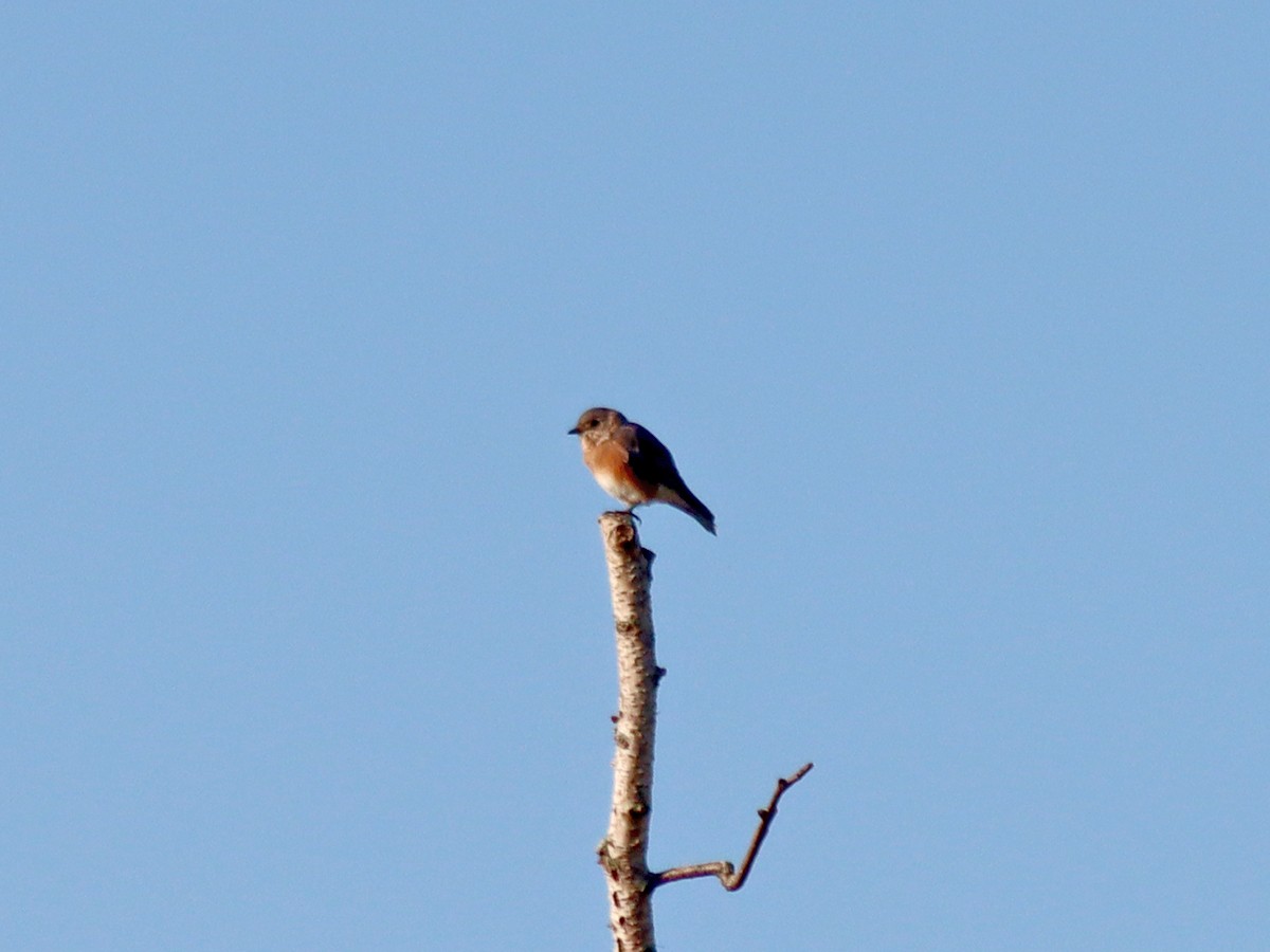 Eastern Bluebird - ML623841083