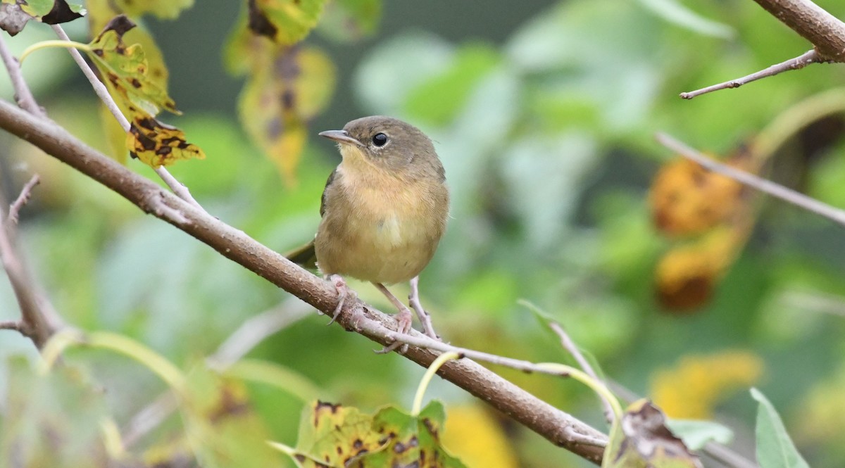 Common Yellowthroat - ML623841085